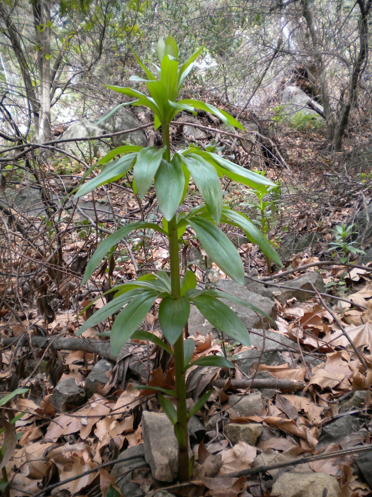 High Resolution Lilium humboldtii Plant